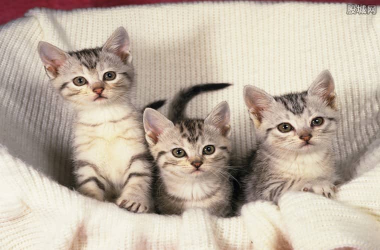 狗狗冲冲冲萨摩耶：宠物护理人员的温馨日常